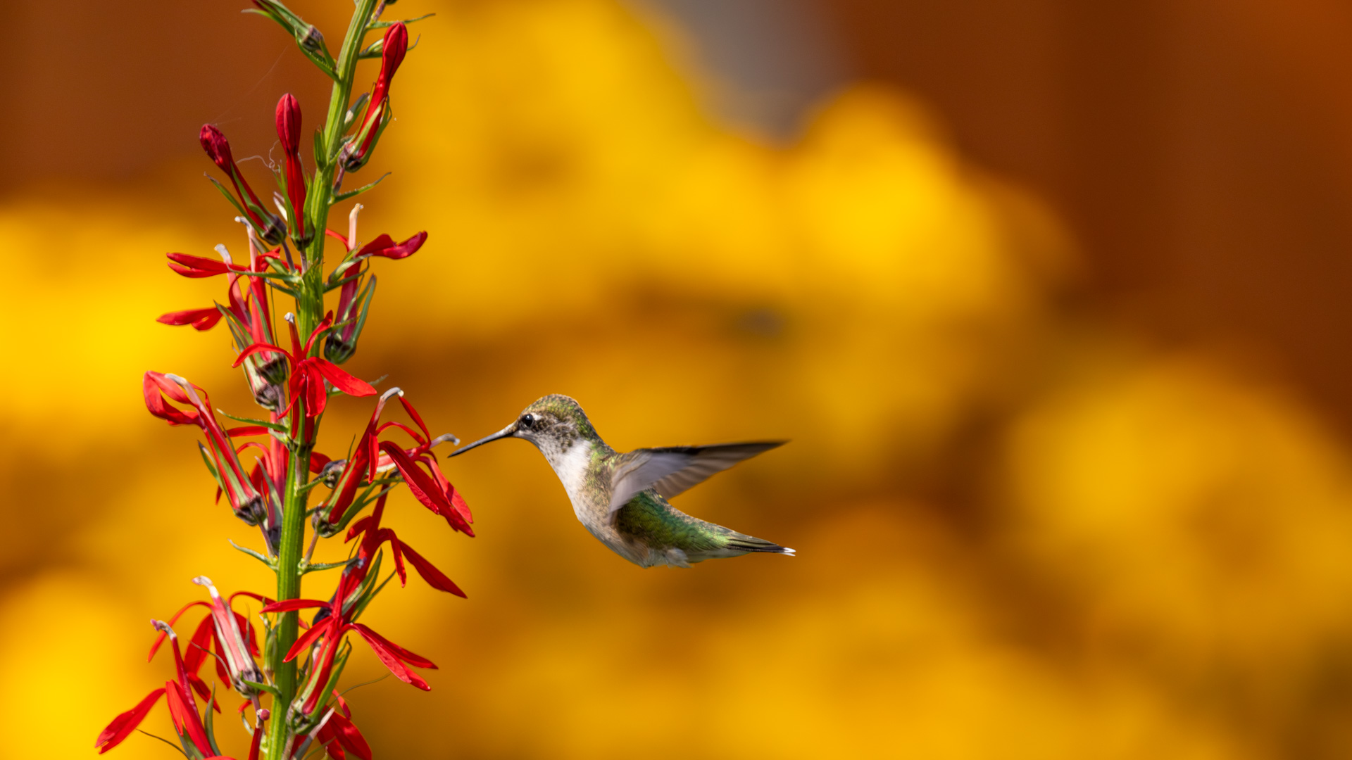 Event image Community Art Exhibit - AJ Lawrence @The Library